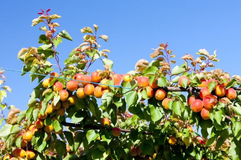 Crumble aux abricots